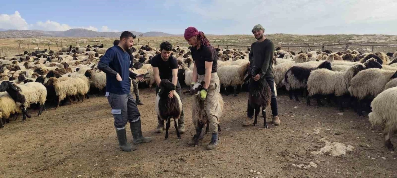 Şırnak&rsquo;ta hayvancılığa 2025&rsquo;te g&uuml;&ccedil;l&uuml; dokunuş

