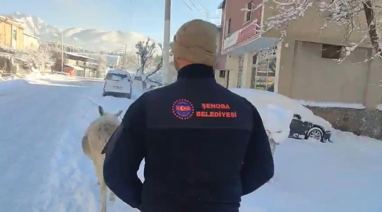 Şırnak&rsquo;ta sokak hayvanları barınaklara toplandı
