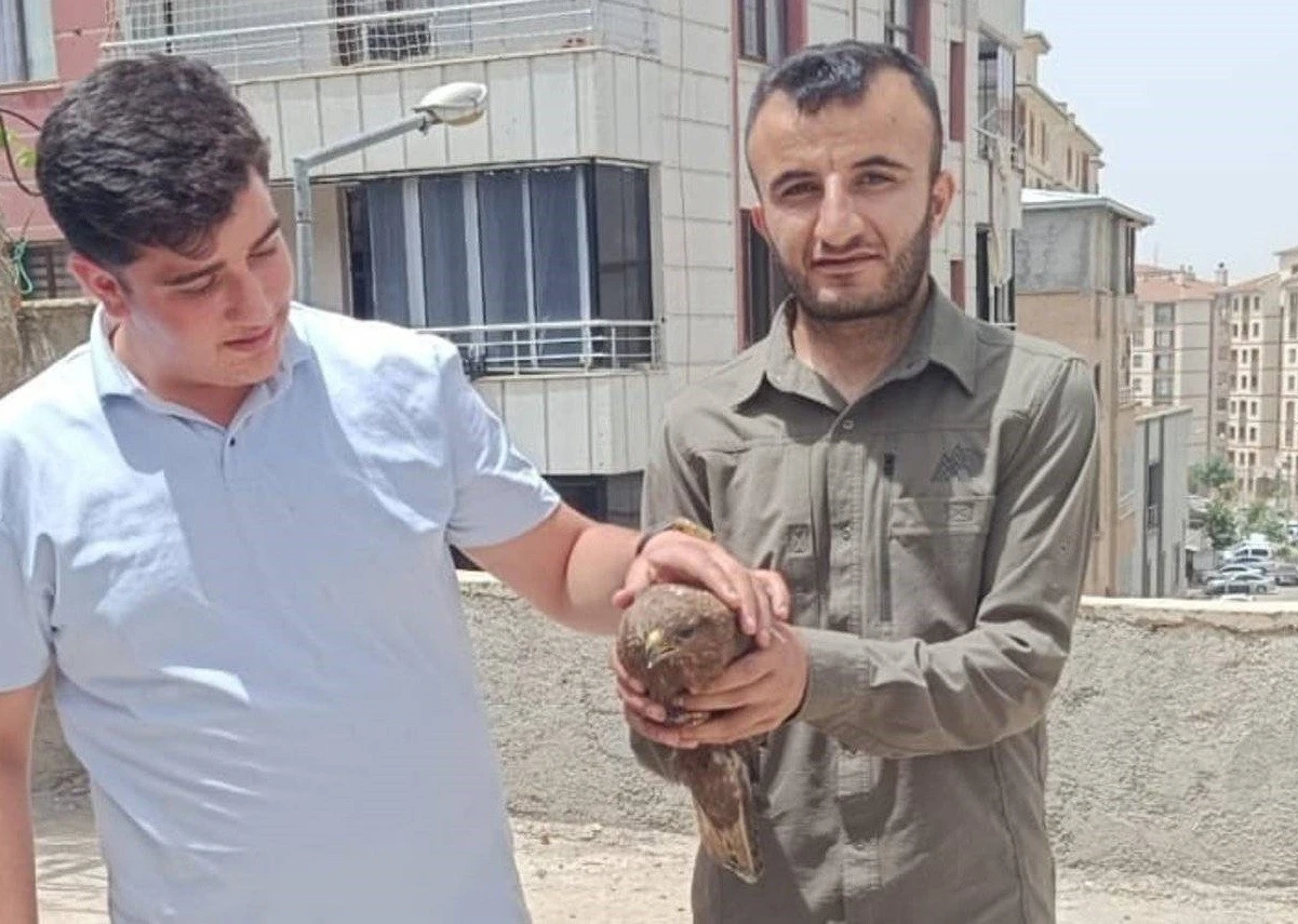 Şırnak’ta yaralı şahinler tedavi altına alındı

