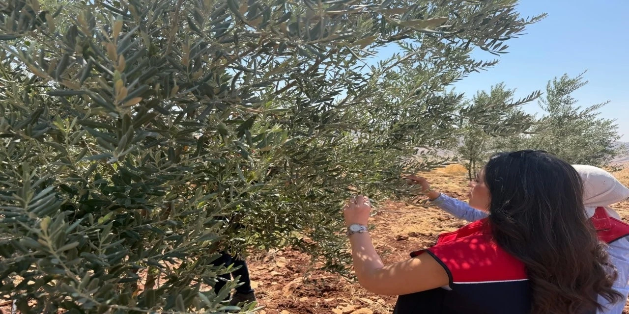 Şırnak&rsquo;ta zeytin bah&ccedil;elerinde hasar tespit &ccedil;alışmaları başlatıldı
