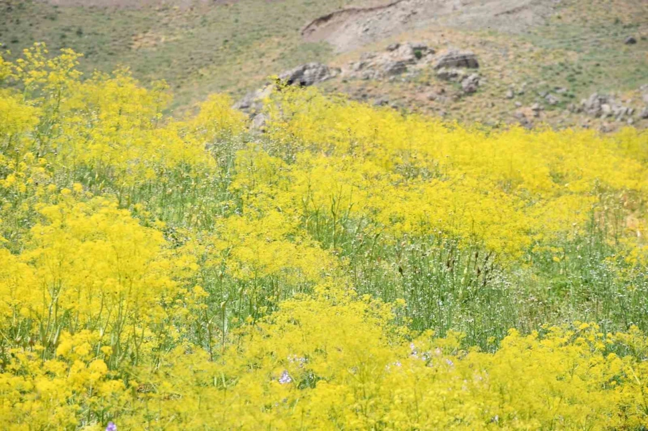 Şırnak yaylaları sarı rengine b&uuml;r&uuml;nd&uuml;
