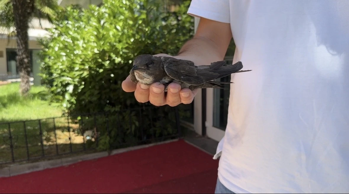 Şişli’de yaralı ebabil kuşuna vatandaşlar sahip çıktı
