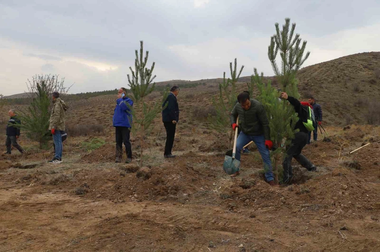 Sivas’ta 58 bin fidan toprakla buluşturuldu

