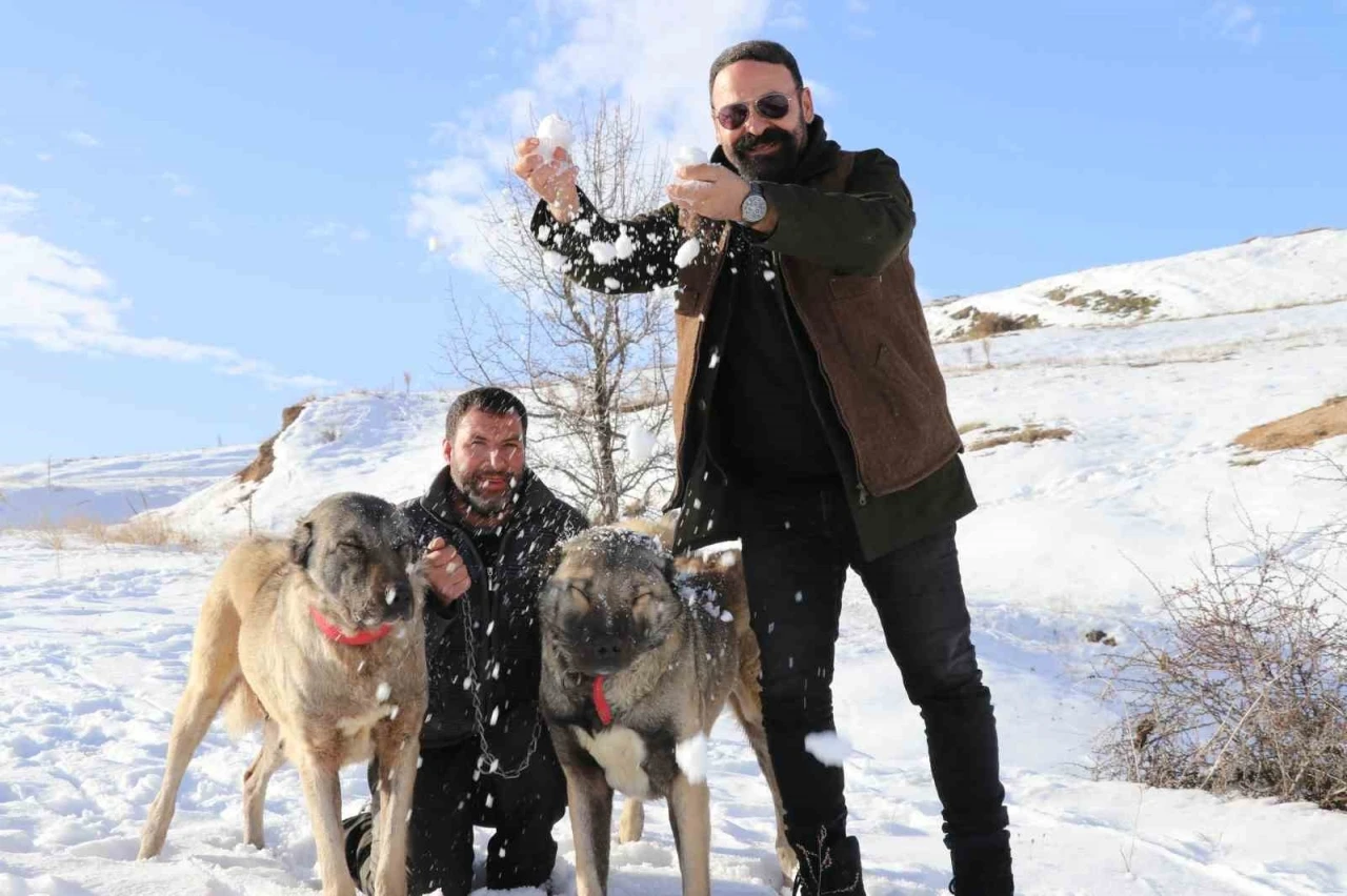 Sivas&rsquo;ta kar yağdı, kangallar &ouml;z&uuml;ne d&ouml;nd&uuml;
