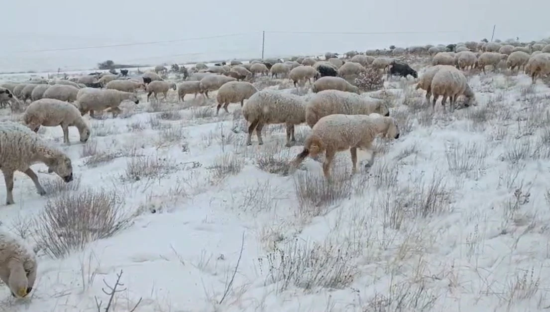Sivas&rsquo;ta koyunlar kar altında kaldı, &ccedil;oban t&uuml;rk&uuml;leriyle ile mest etti
