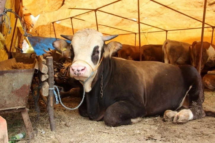 Sivas’ta kurbanlık fiyatları belirlendi
