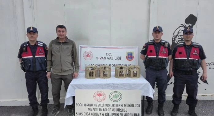 Sivas&rsquo;ta usuls&uuml;z ele ge&ccedil;irilen 4 keklik doğaya salındı
