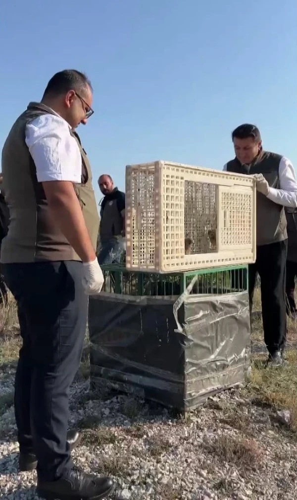 Sivas&rsquo;ta yuvadan d&uuml;şen iki kerkenez yavrusu doğaya bırakıldı
