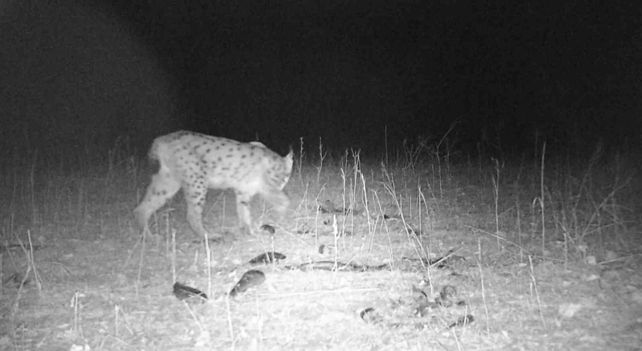 Sivas’taki vahşi yaşam görüntülendi
