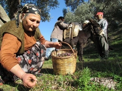 Sofralık zeytin ihracatı 128 milyon dolardan 162 milyon dolara yükseldi
