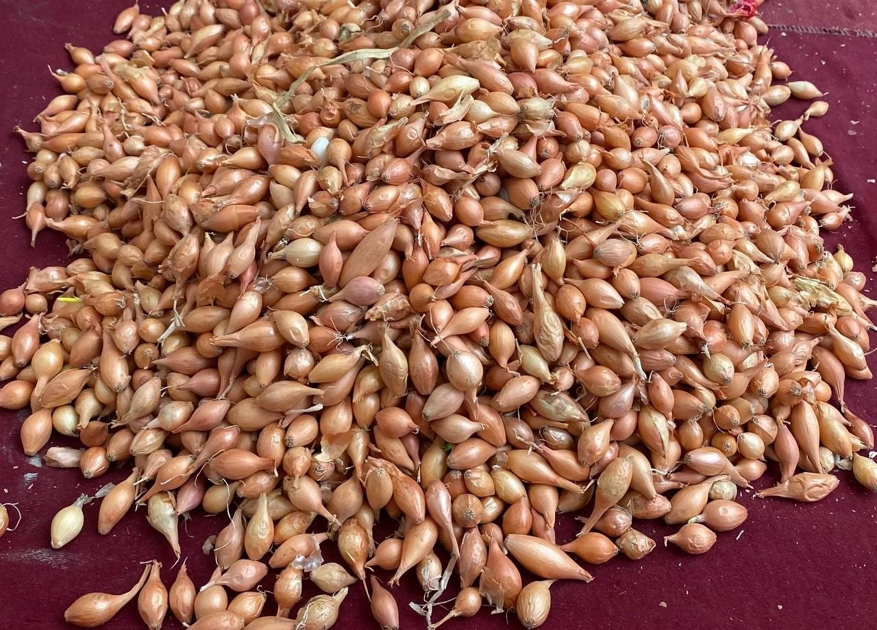 Soğan üreticilerine ‘Dikim zamanı’ uyarısı
