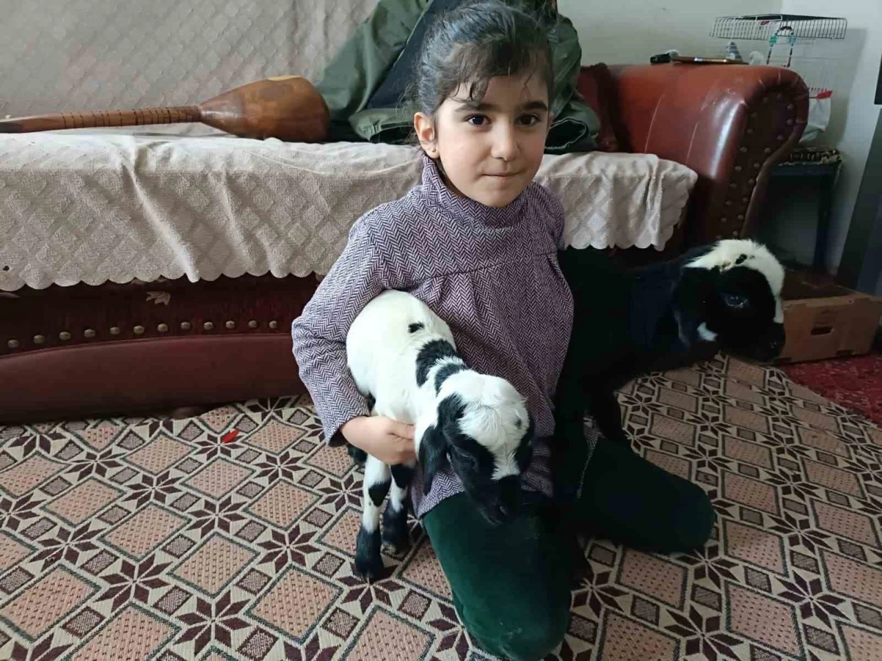 Soğuk hava kuzuları eve taşıdı: Elazığ&rsquo;da yeni doğan kuzular biberonla besleniyor
