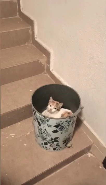 Soğuktan korunmak isteyen kedi &ccedil;&ouml;p kutusuna sığındı

