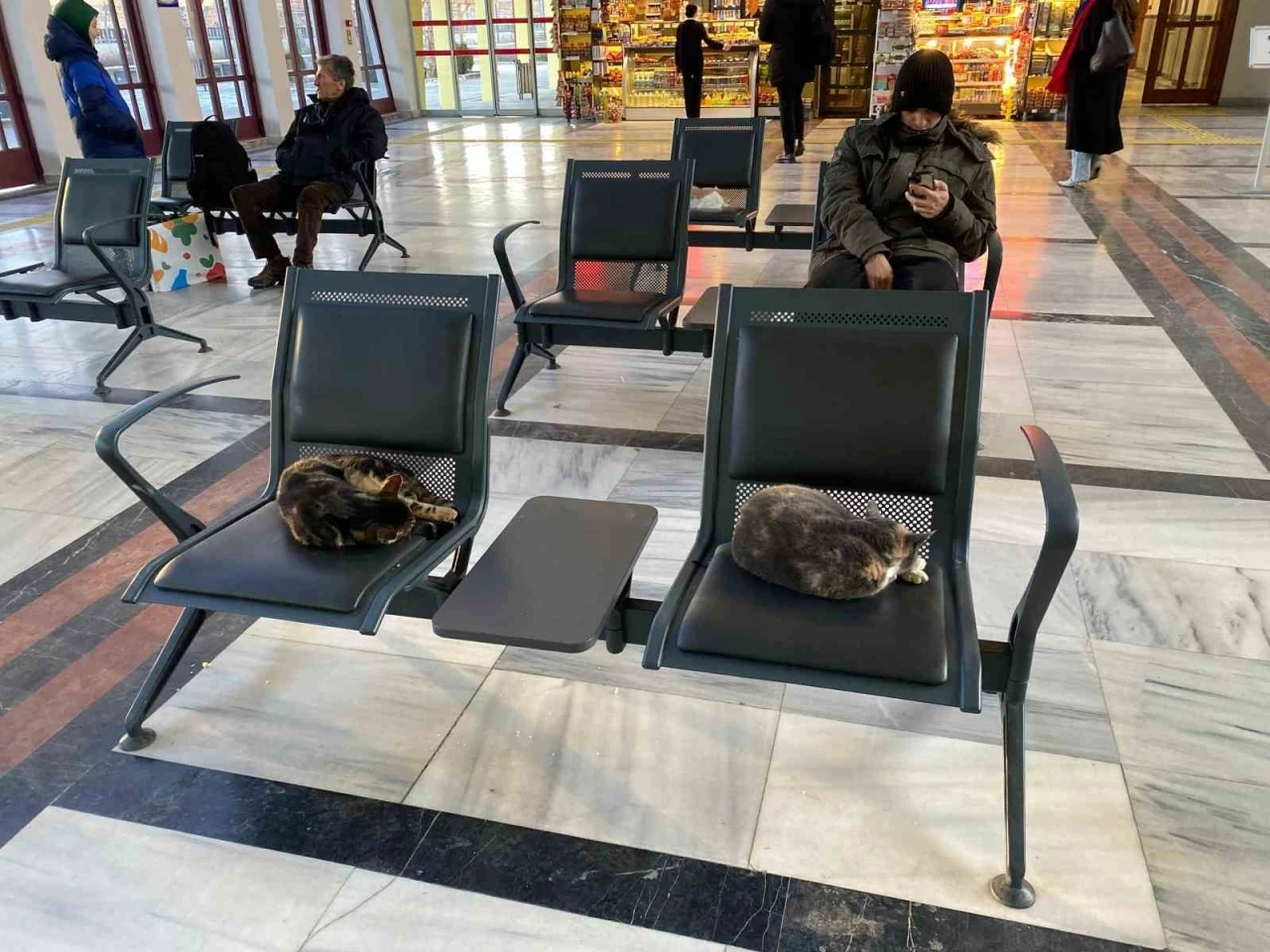 Soğuktan &uuml;ş&uuml;yen sokak kedileri tren garına ısındı
