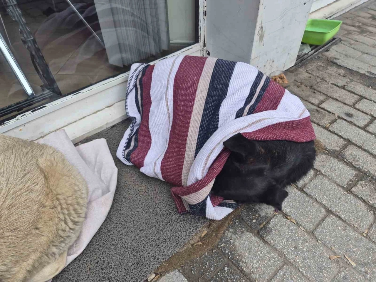 Soğuktan &uuml;ş&uuml;yen sokak k&ouml;peği i&ccedil;in &ccedil;&ouml;z&uuml;m&uuml; &uuml;zerini &ouml;rtmekte buldu
