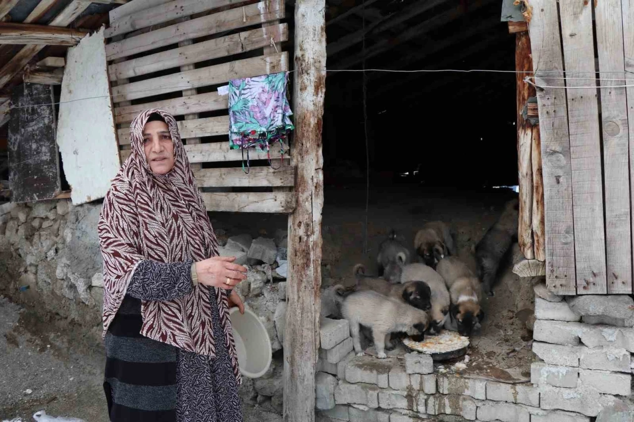 Sokak k&ouml;peği 10 yavru doğurdu, sahip &ccedil;ıkan kadın &ccedil;aresiz kaldı

