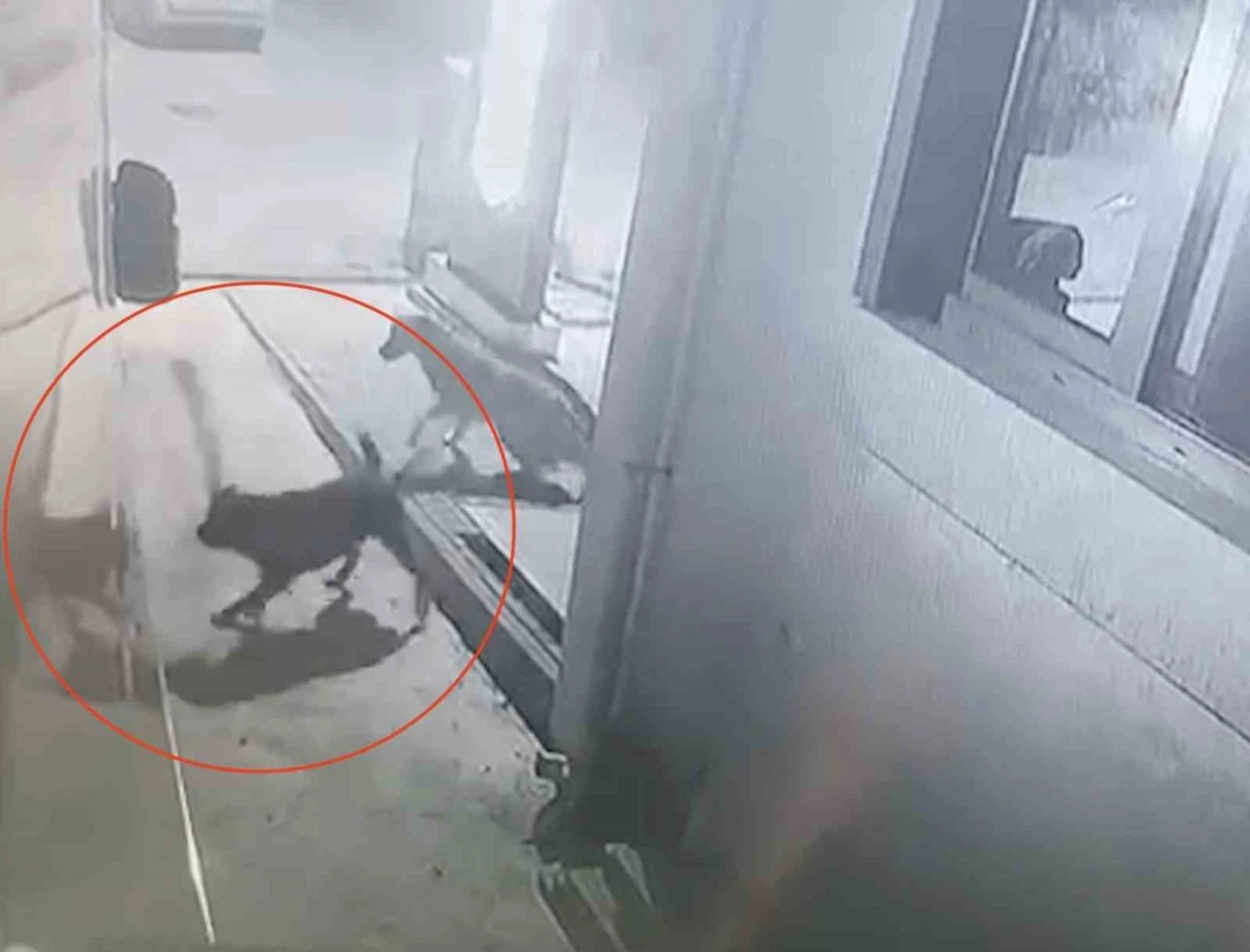 Sokak köpekleri karavanın tamponunu parçaladı
