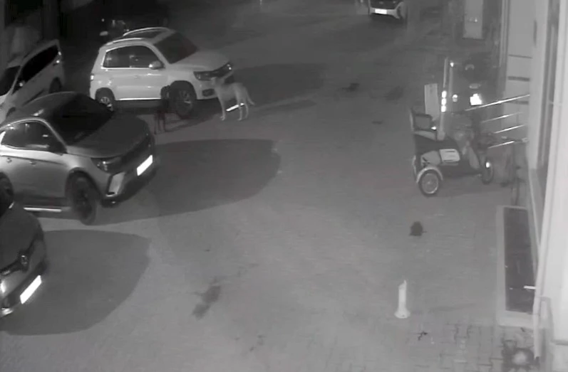 Sokak köpekleri park halindeki aracı parçaladı: O anlar kamerada

