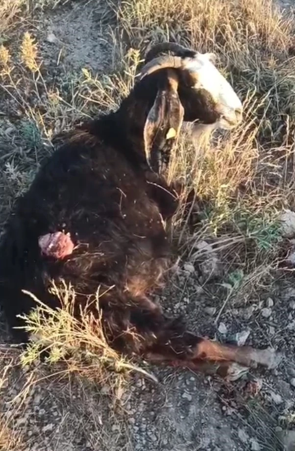 Sokak k&ouml;pekleri s&uuml;r&uuml;den ayrılan ke&ccedil;iye saldırdı
