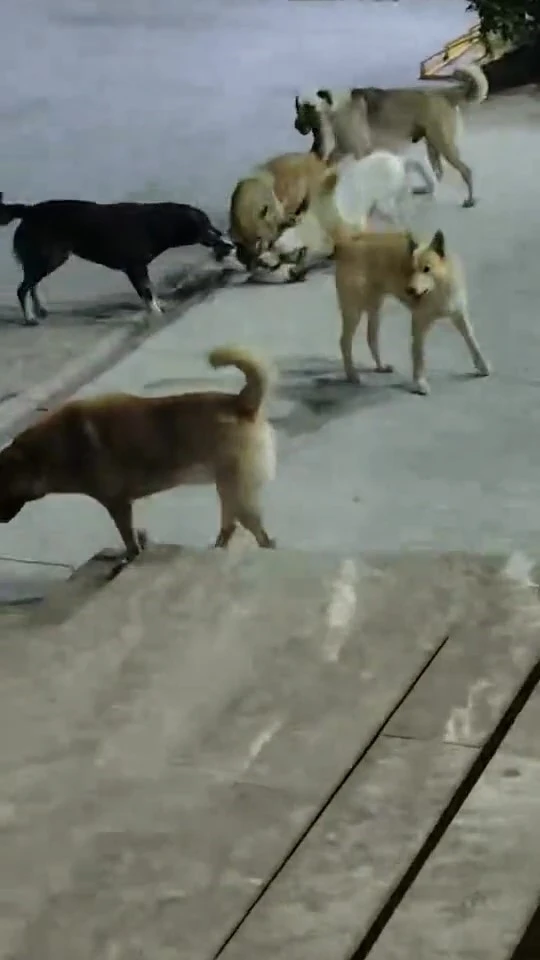 Sokak köpeklerinin saldırdığı kedi telef oldu
