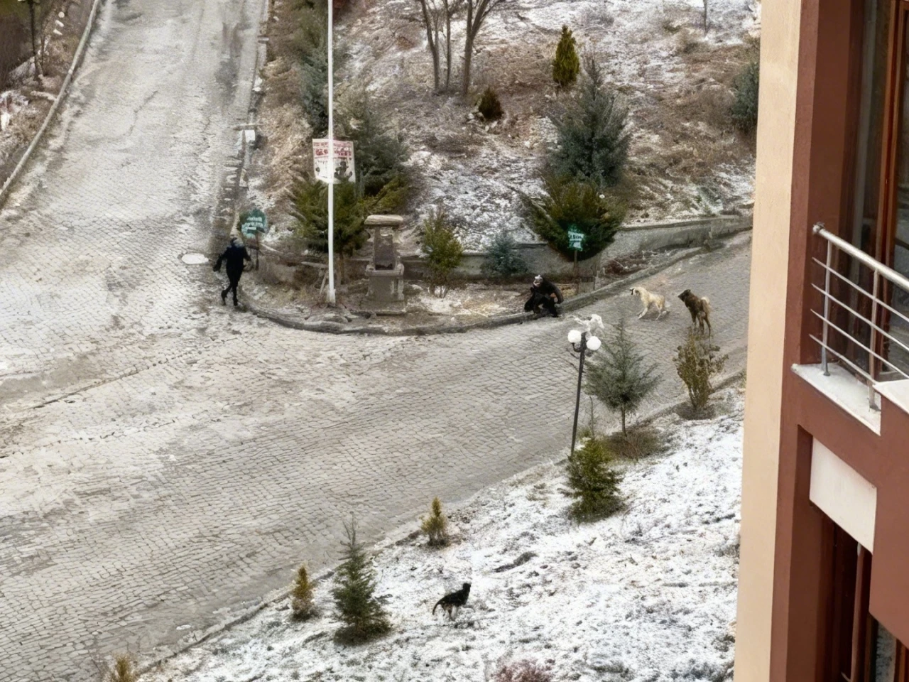 Sokak k&ouml;peklerinin saldırısına uğrayan kadını vatandaşlar kurtardı: O anlar kamerada
