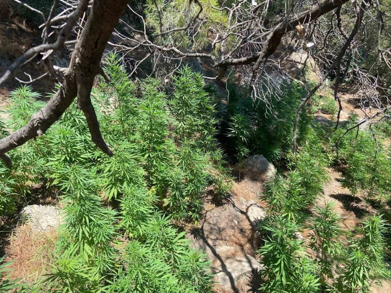 Söke’de 495 kök kenevir ele geçirildi
