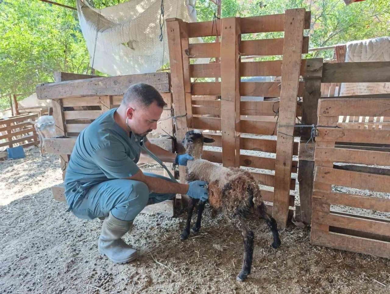 Söke’de küçükbaş hayvanlar küpelendi
