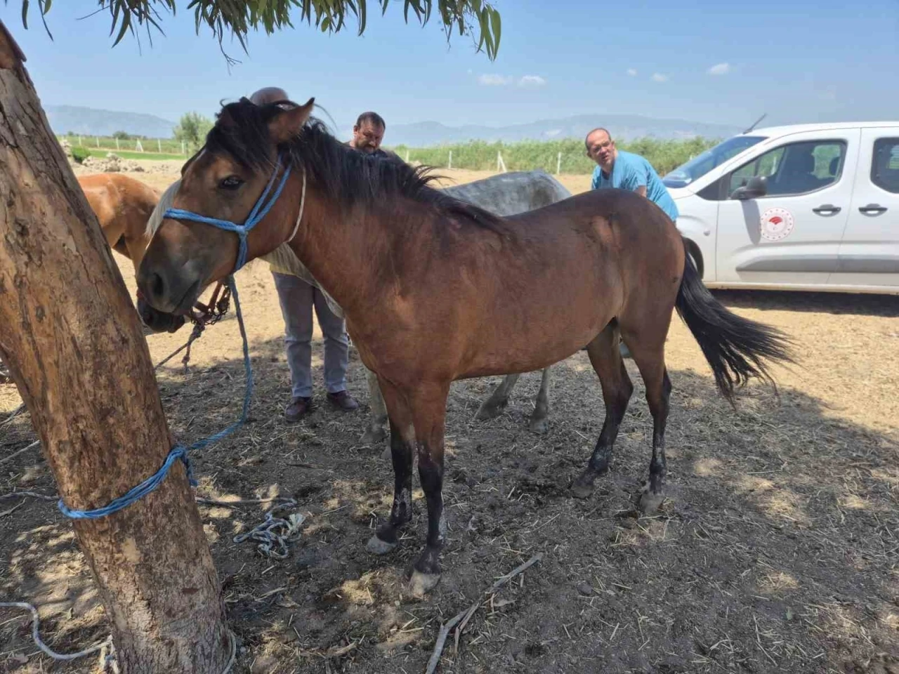 Söke’de tek tırnaklı hayvanlara ruam taraması yapıldı
