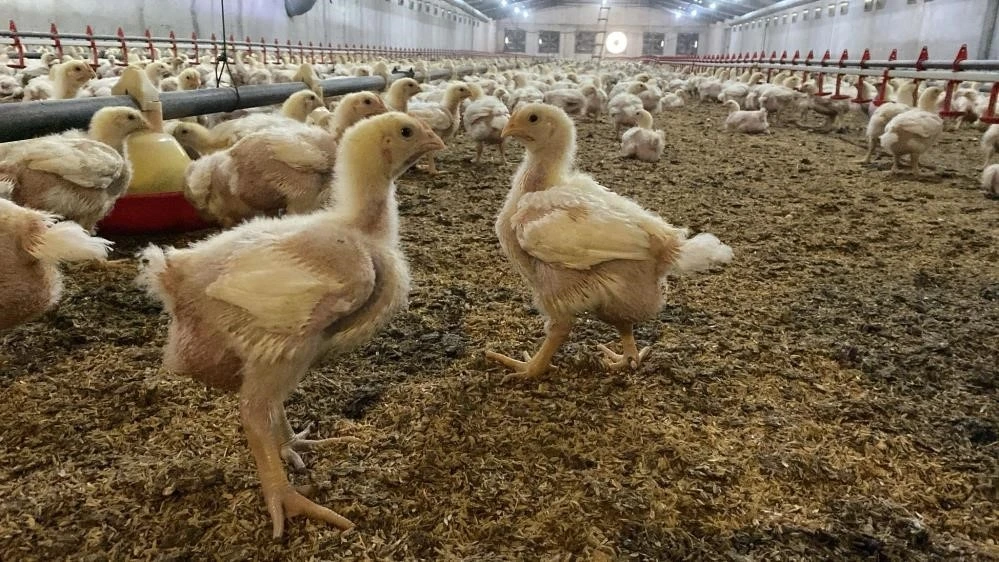 Söke’de üreticilere Kuş Gribi riski uyarısı
