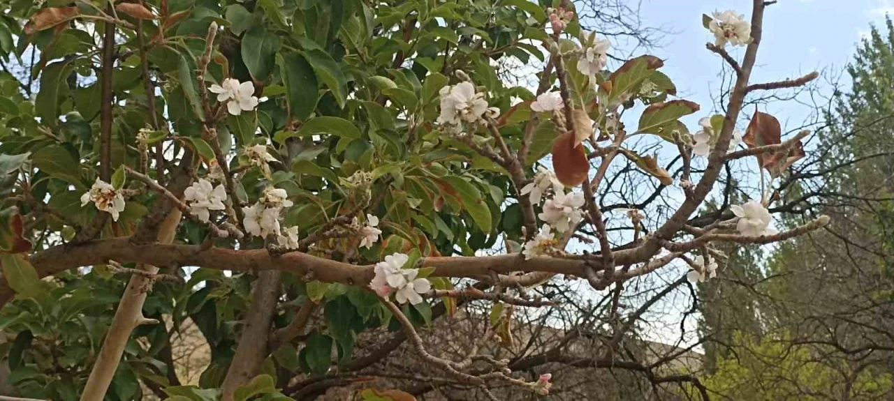 Sonbaharda çiçek açan ağaç görenleri hayrete düşürdü
