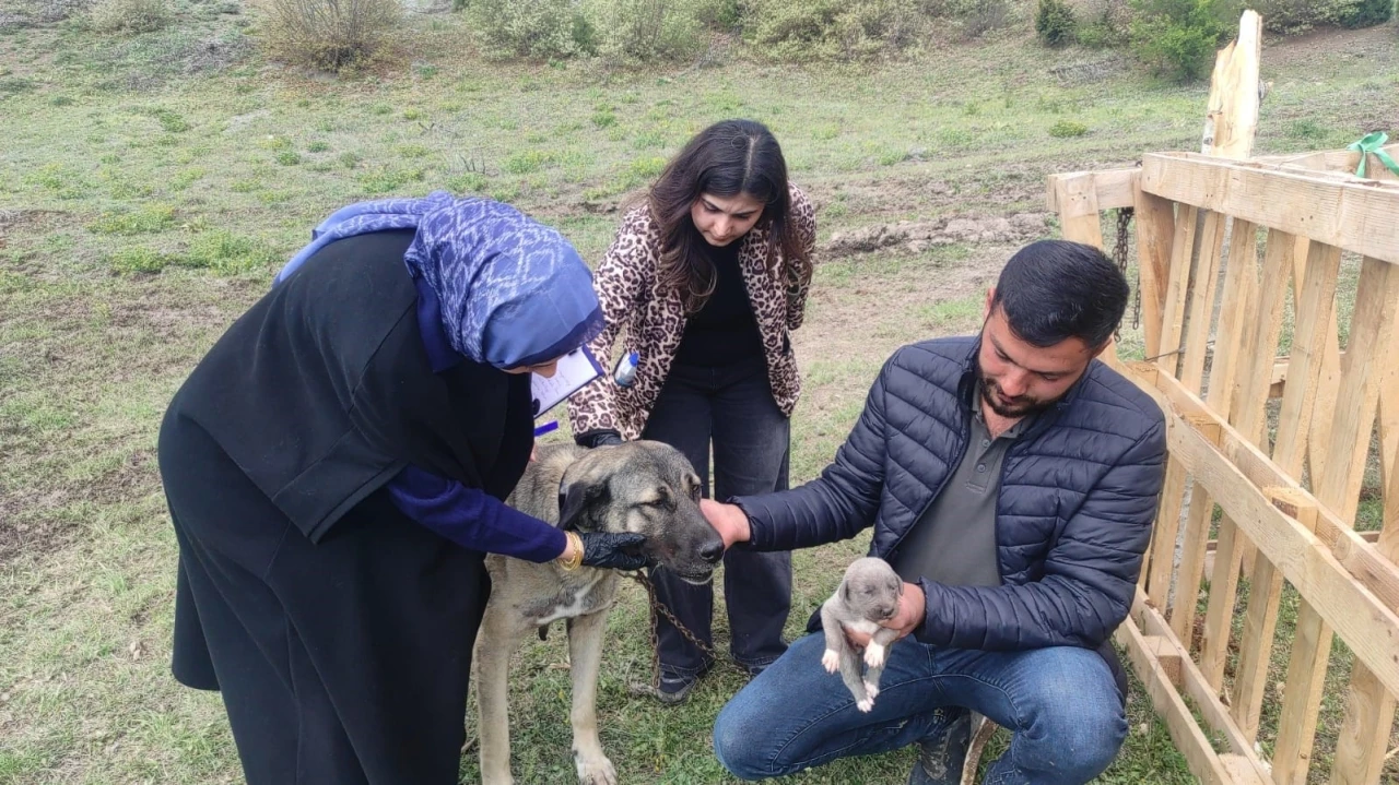 Sosyal medyada linç edilmişti, o köpeğin sahibi konuştu
