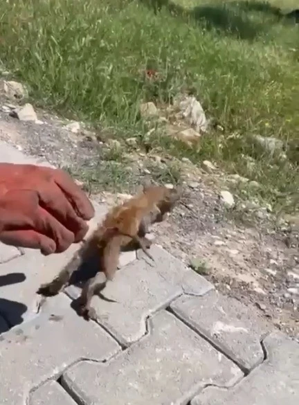 Su giderine sıkışan kedi kurtarıldı
