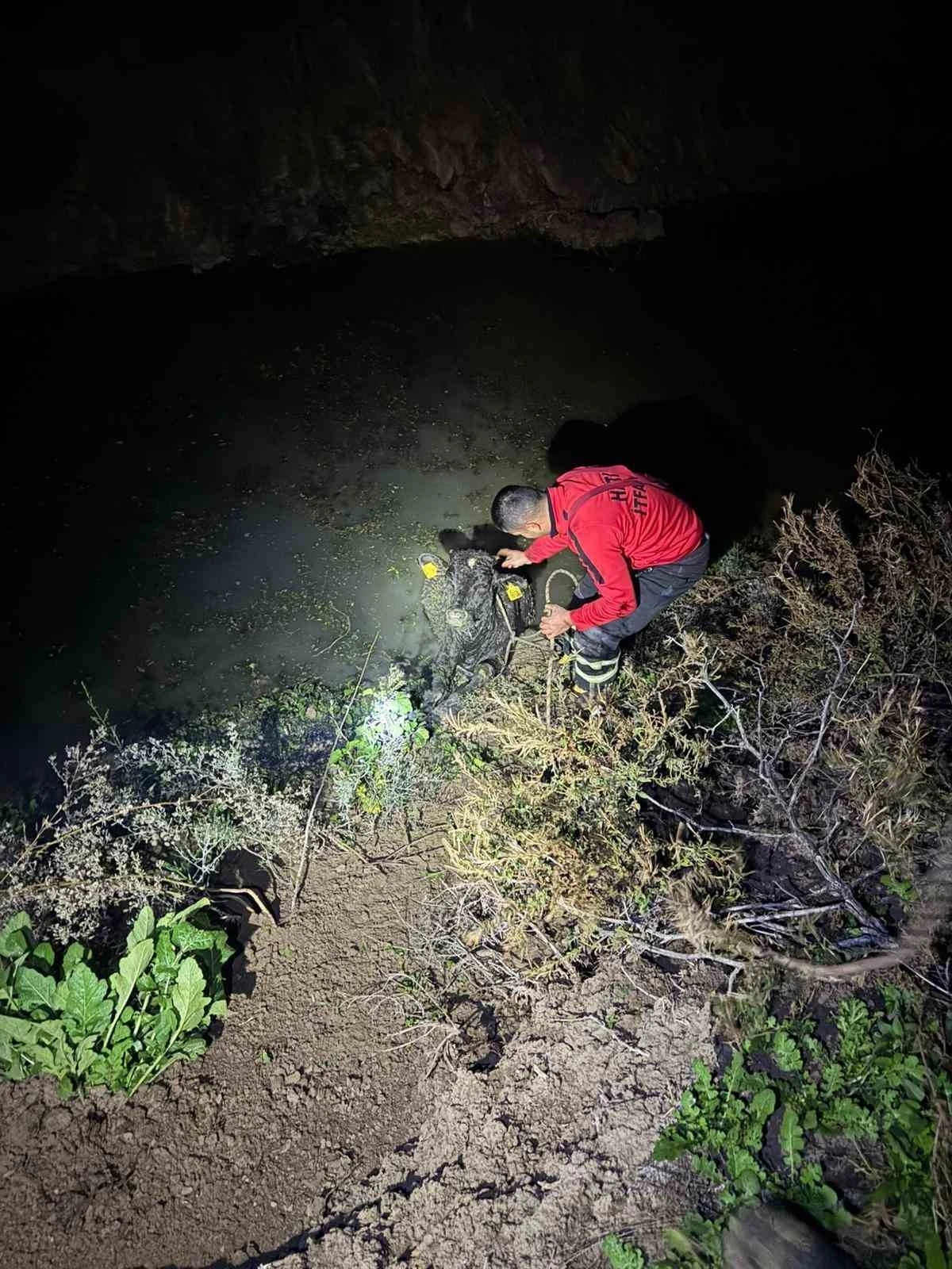 Su kanalına düşen buzağıyı itfaiye kurtardı

