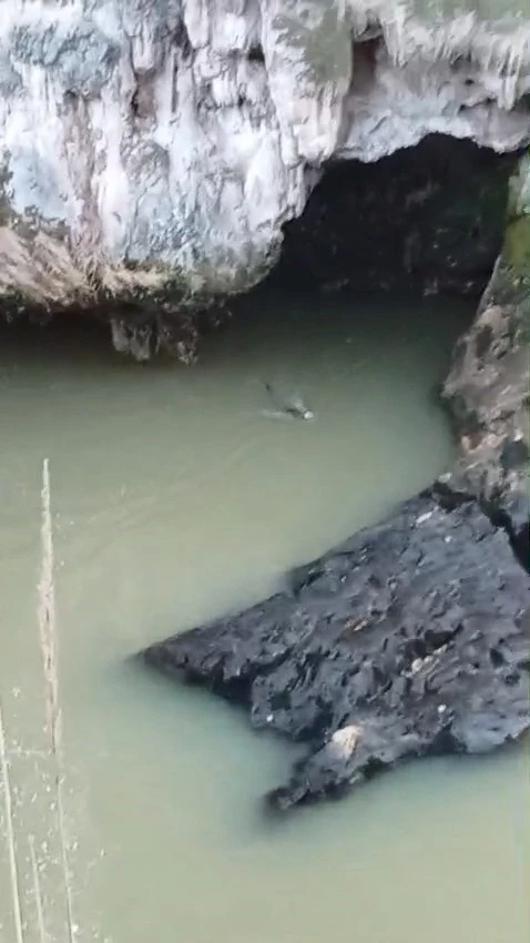 Su samuru balık avlarken g&ouml;r&uuml;nt&uuml;lendi
