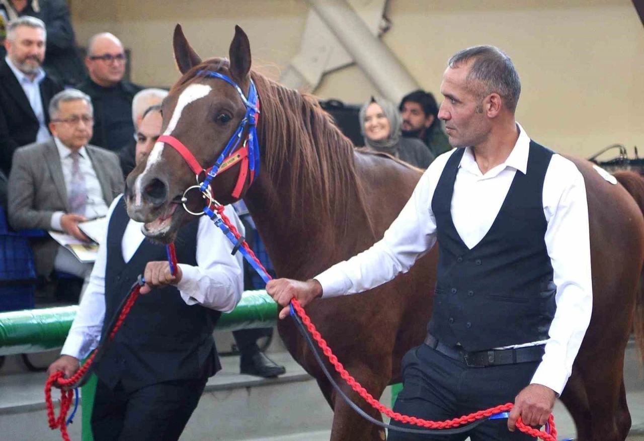 Sultansuyu’nun şampiyon tayları Veliefendi’de rekor fiyatlara satıldı

