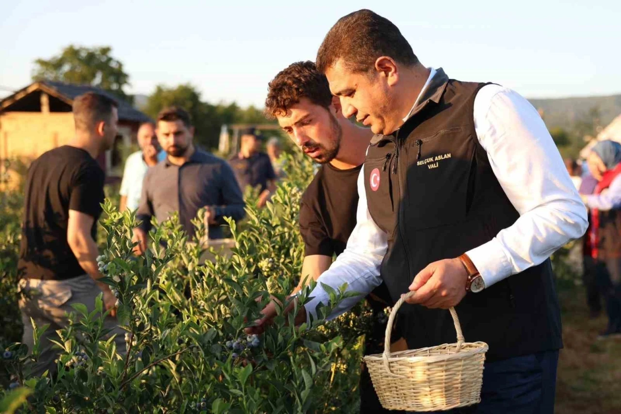 Süper meyvenin hasadını vali elleriyle yaptı
