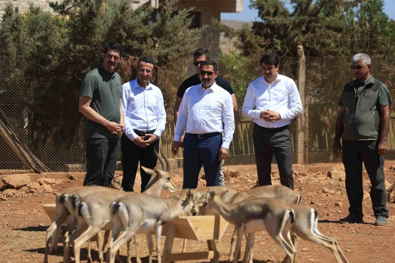 Suriye sınırının sıfır noktasında kurulan merkezle birlikte dağ ceylanlarının sayısı  18 kat arttı
