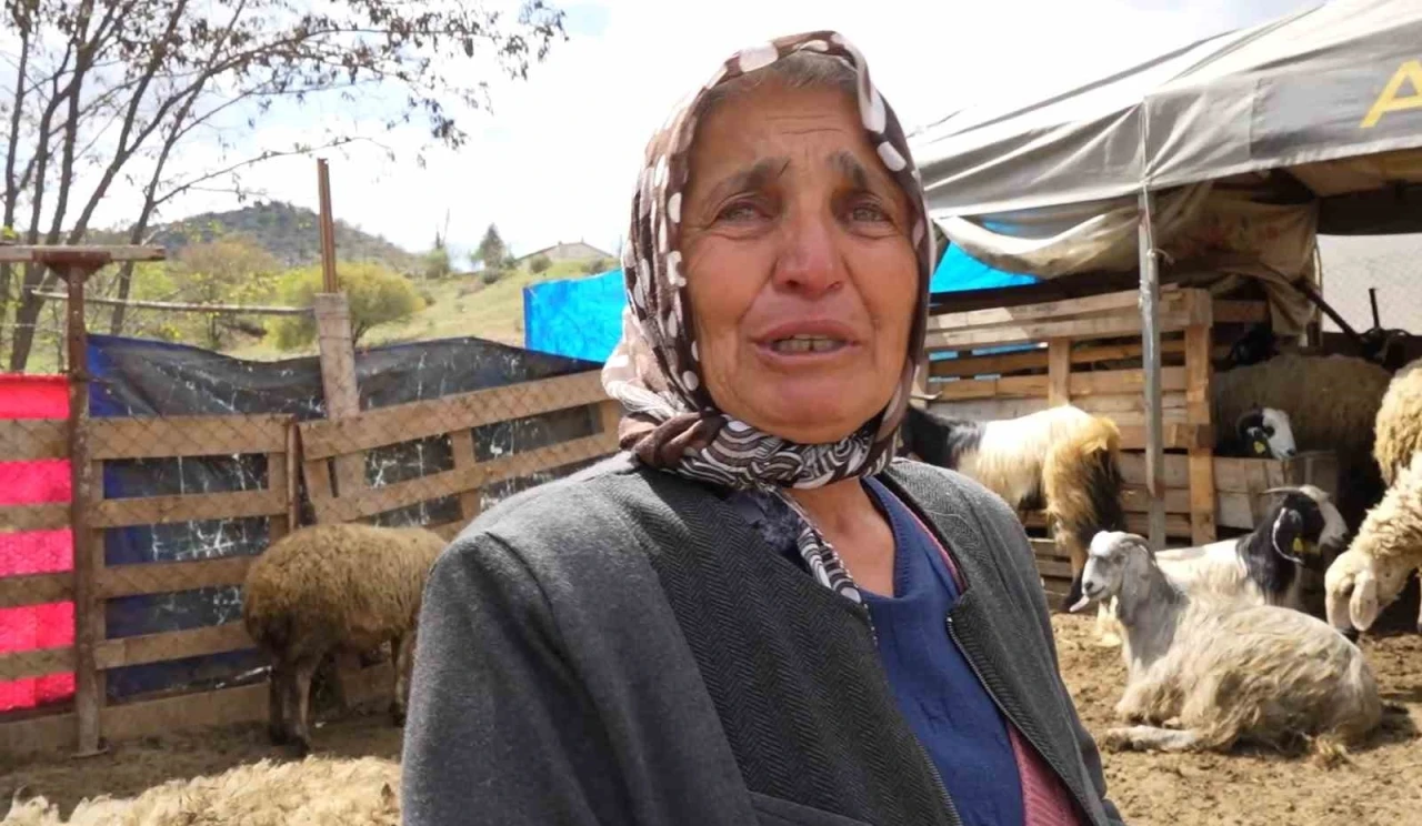 Sürüsünü kurtlara kaptıran kadın gözyaşlarını tutamadı: &quot;Hepsi evladım gibiydi&quot;
