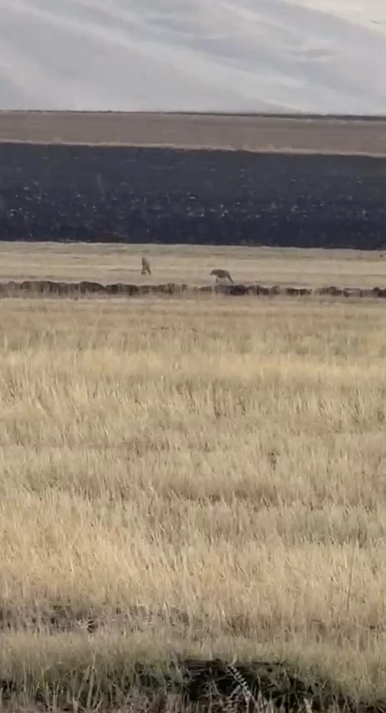 Susuz’da kurt sürüsü görüntülendi