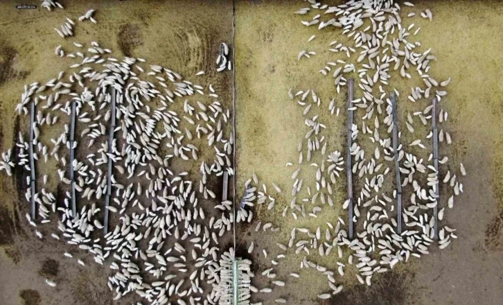 S&uuml;t kuzuları g&uuml;nde 2 defa anneleriyle buluşturuluyor
