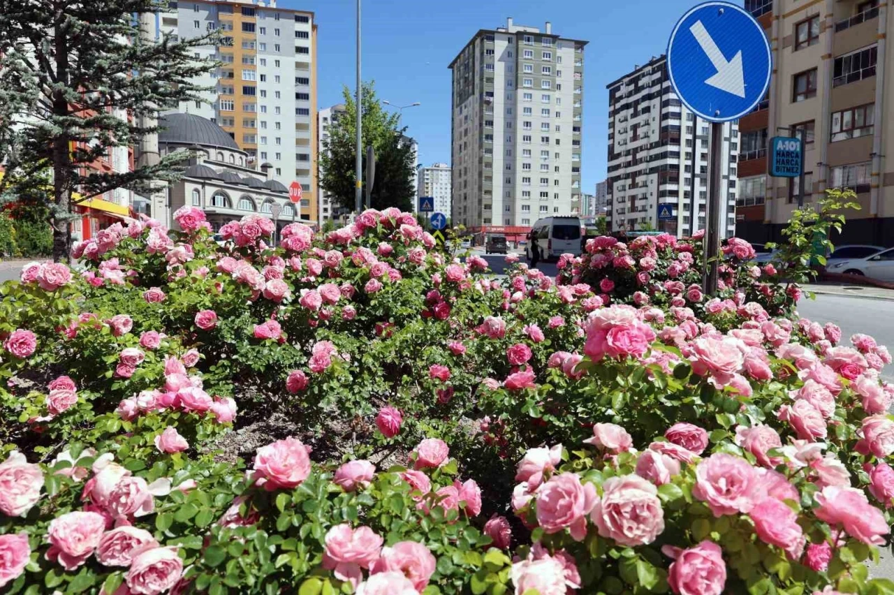 Talas&rsquo;ta &ccedil;i&ccedil;ek yılında sahne g&uuml;llerin

