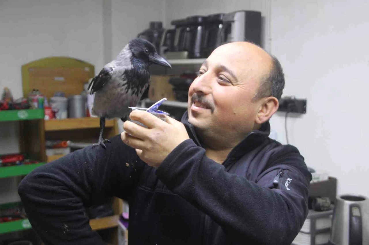 Tamirci &ccedil;ırağı karga
