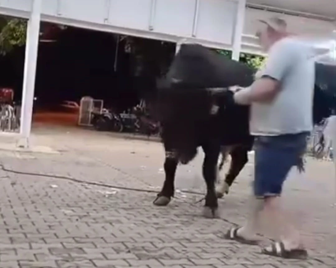 Tanıtımı yapılan boğaya para atarken boynuz darbesiyle yaralandı
