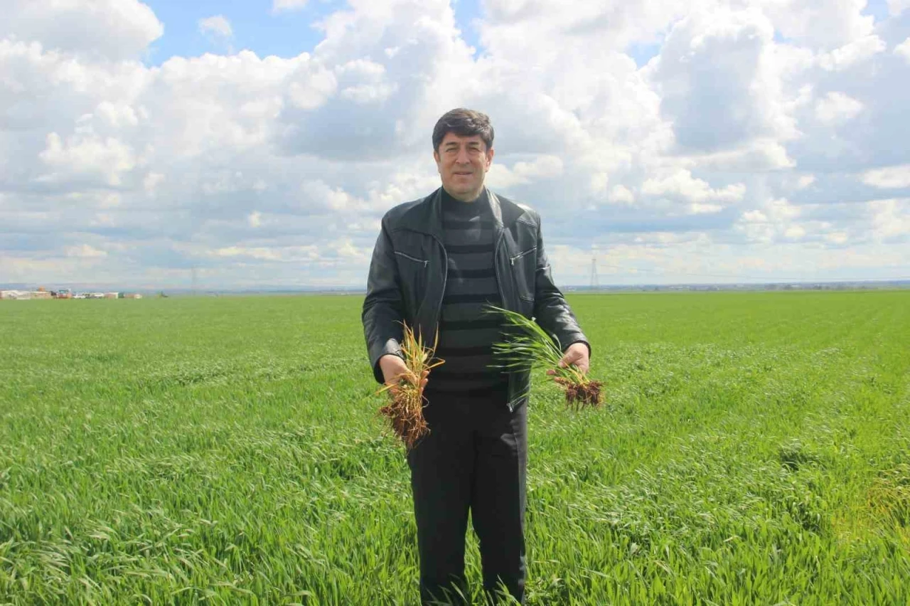 &rsquo;Tarım kenti&rsquo; Şanlıurfa yağışa doydu
