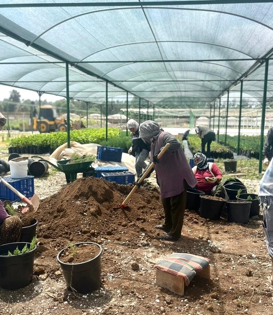 Tarsus’ta ’klonal okaliptus’ fidanı üretimi
