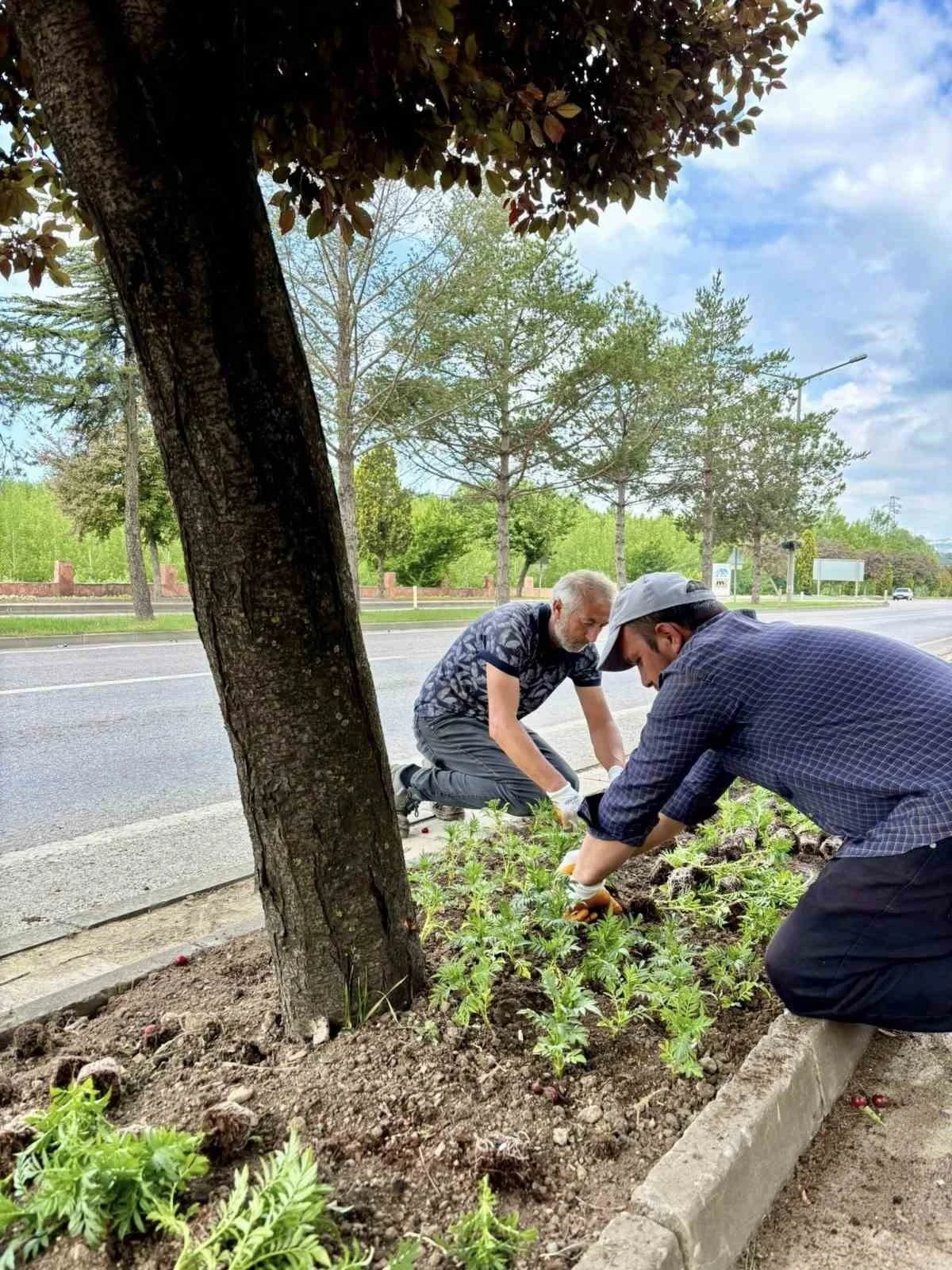 Taşköprü, 70 bin kadife çiçeğiyle renkleniyor
