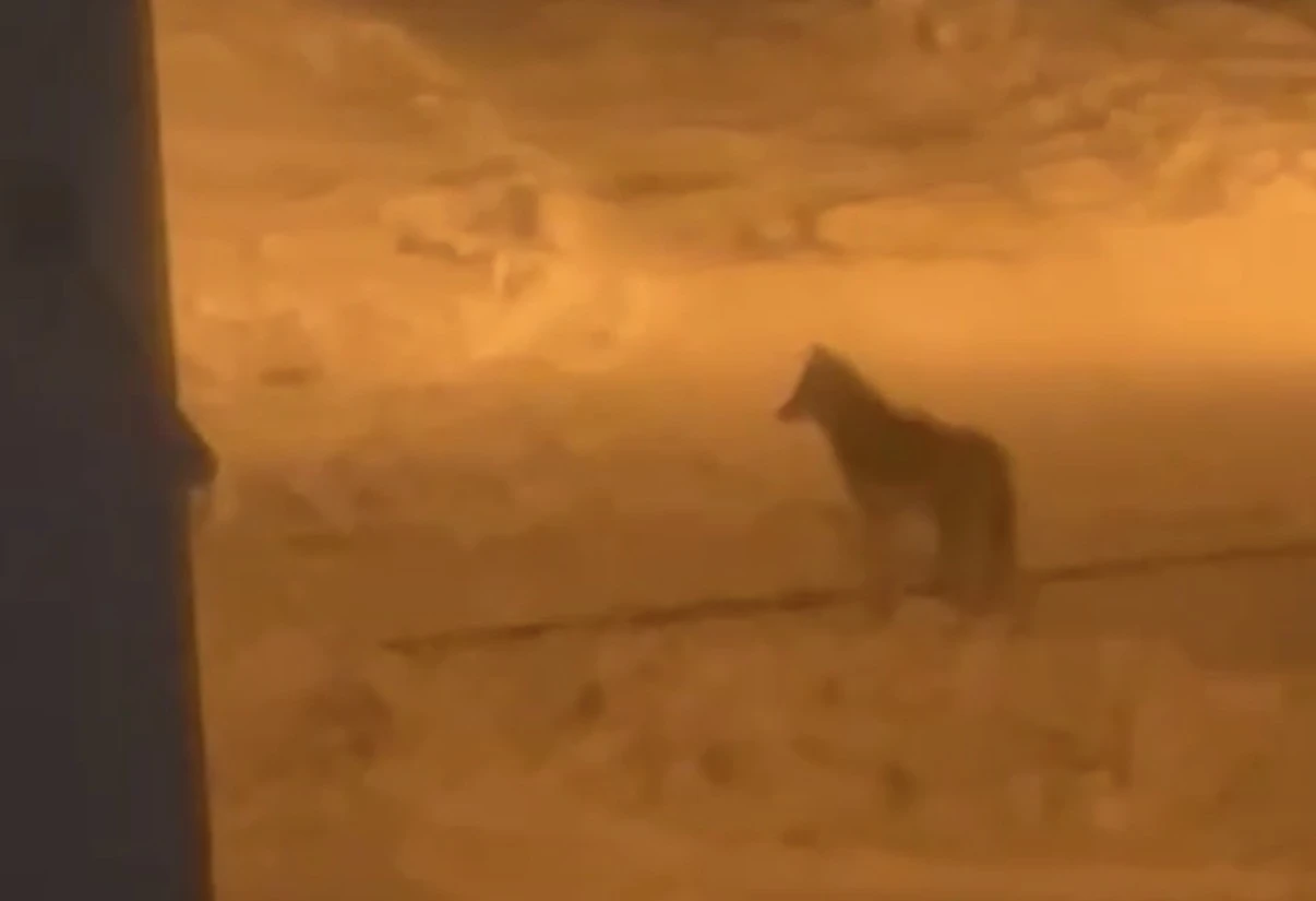 Tatvan&rsquo;da şehir merkezine inen kurt g&ouml;r&uuml;nt&uuml;lendi
