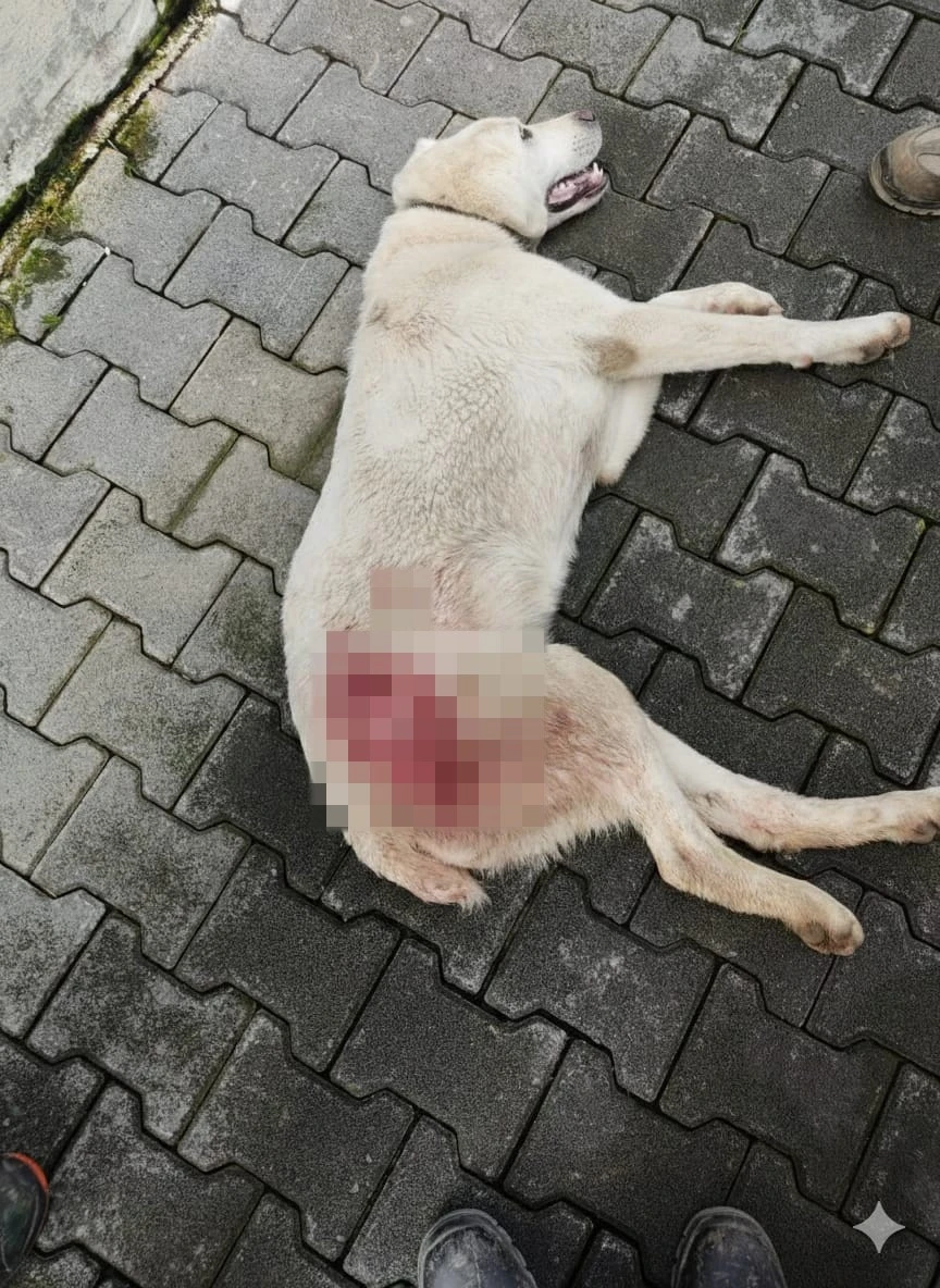 Tavuk kovaladı diye t&uuml;fekle vurulan k&ouml;pek &ouml;ld&uuml;
