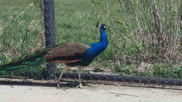 Tavus kuşları emin ellerde
