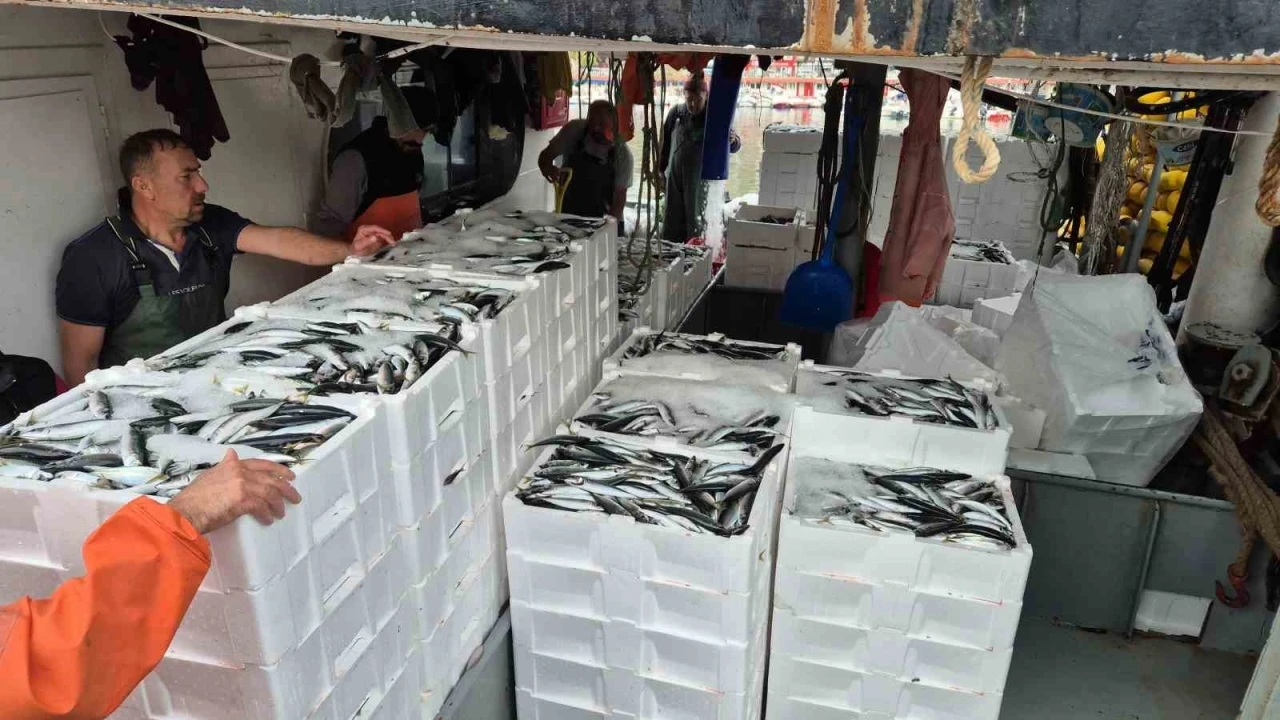 Tayfalar mutlu: Yüzlerce kasa balık yakalandı
